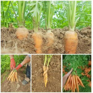 Karotten Ernte