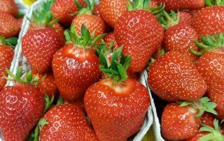 Haap's Erdbeeren