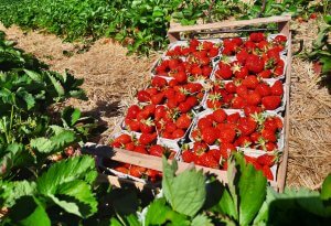 Erdbeeren aus eigenem Anbau