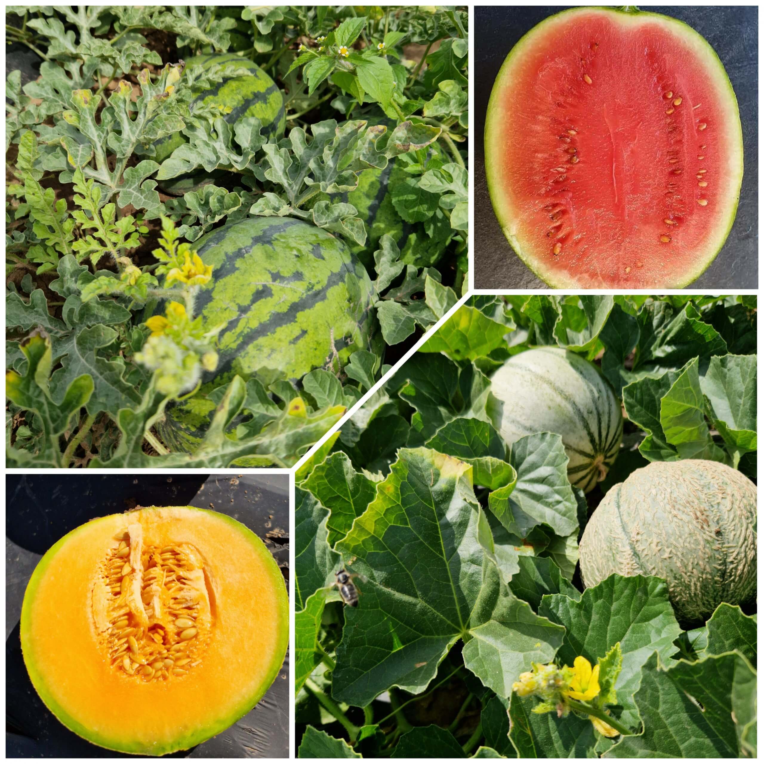 Melonen aus eigenem Anbau_ Hofladen Haap